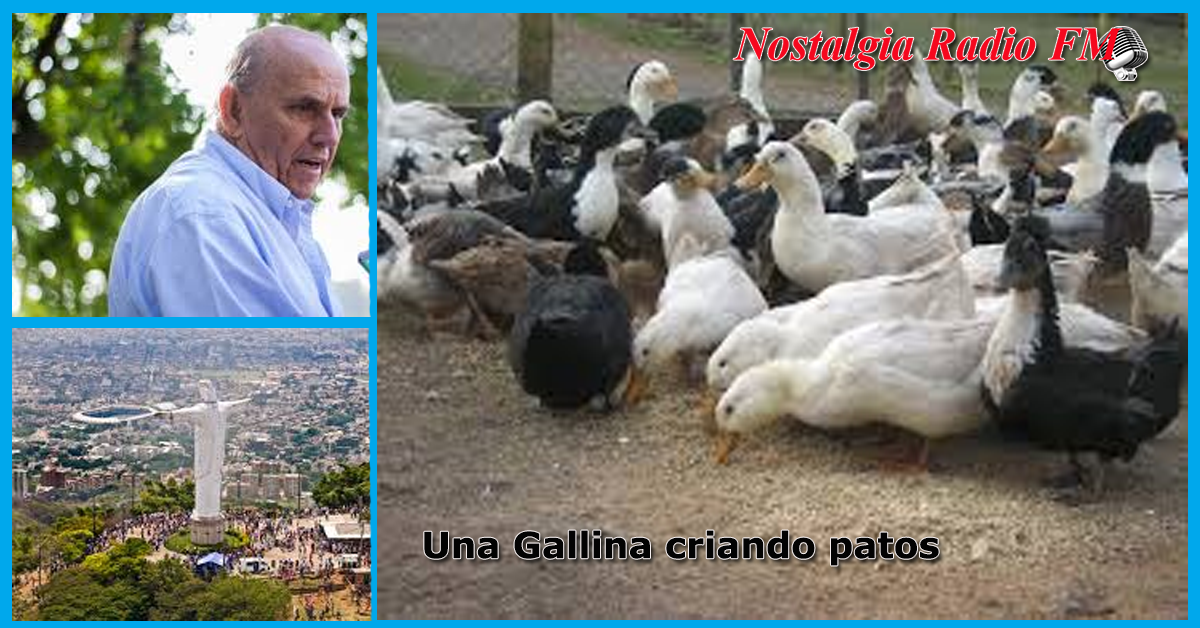 una gallina criando patos